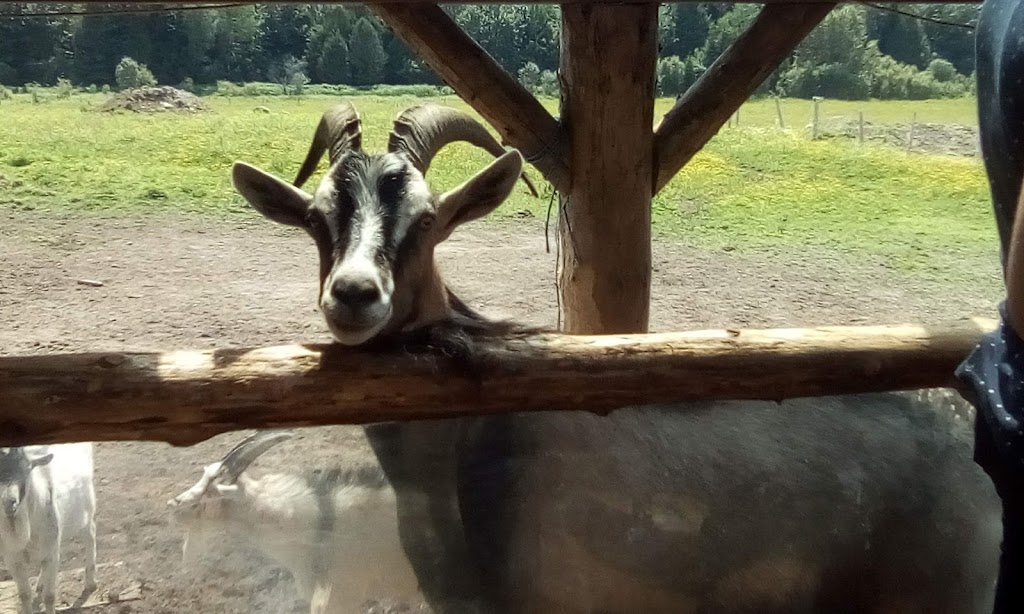 Ferme Dada Do | 60 Chemin Boisvert, Danville, QC J0A 1A0, Canada | Phone: (514) 972-1878