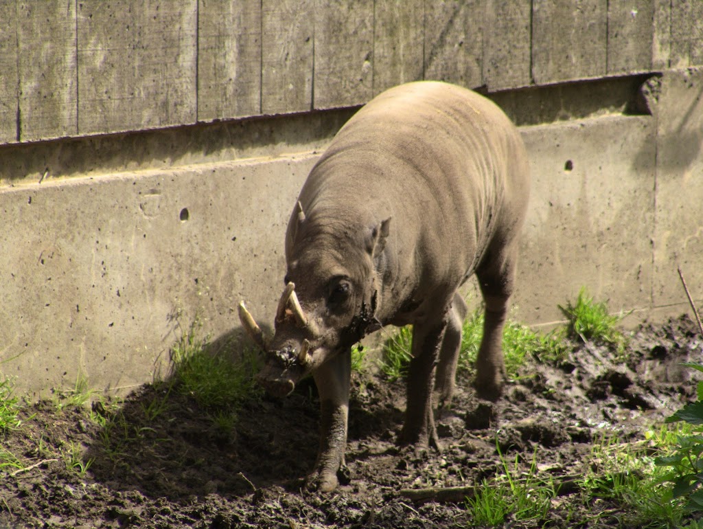 Indian Rhinoceros Pavilion | 2000 Meadowvale Rd, Scarborough, ON M1B 5K7, Canada | Phone: (416) 392-5929