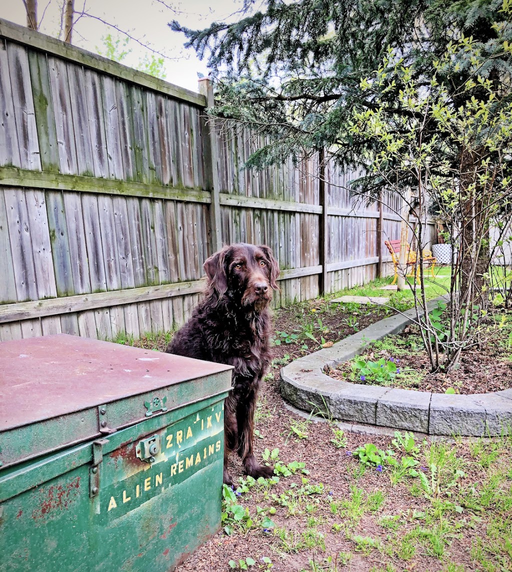 Dogs Life Sanctuary | 6233 14 Line, Alliston, ON L9R 1V4, Canada | Phone: (905) 334-2469