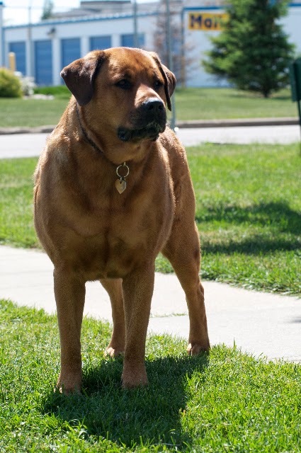 Barkers Dog Club | Edmonton, AB T6B 0E7, Canada | Phone: (780) 469-3101