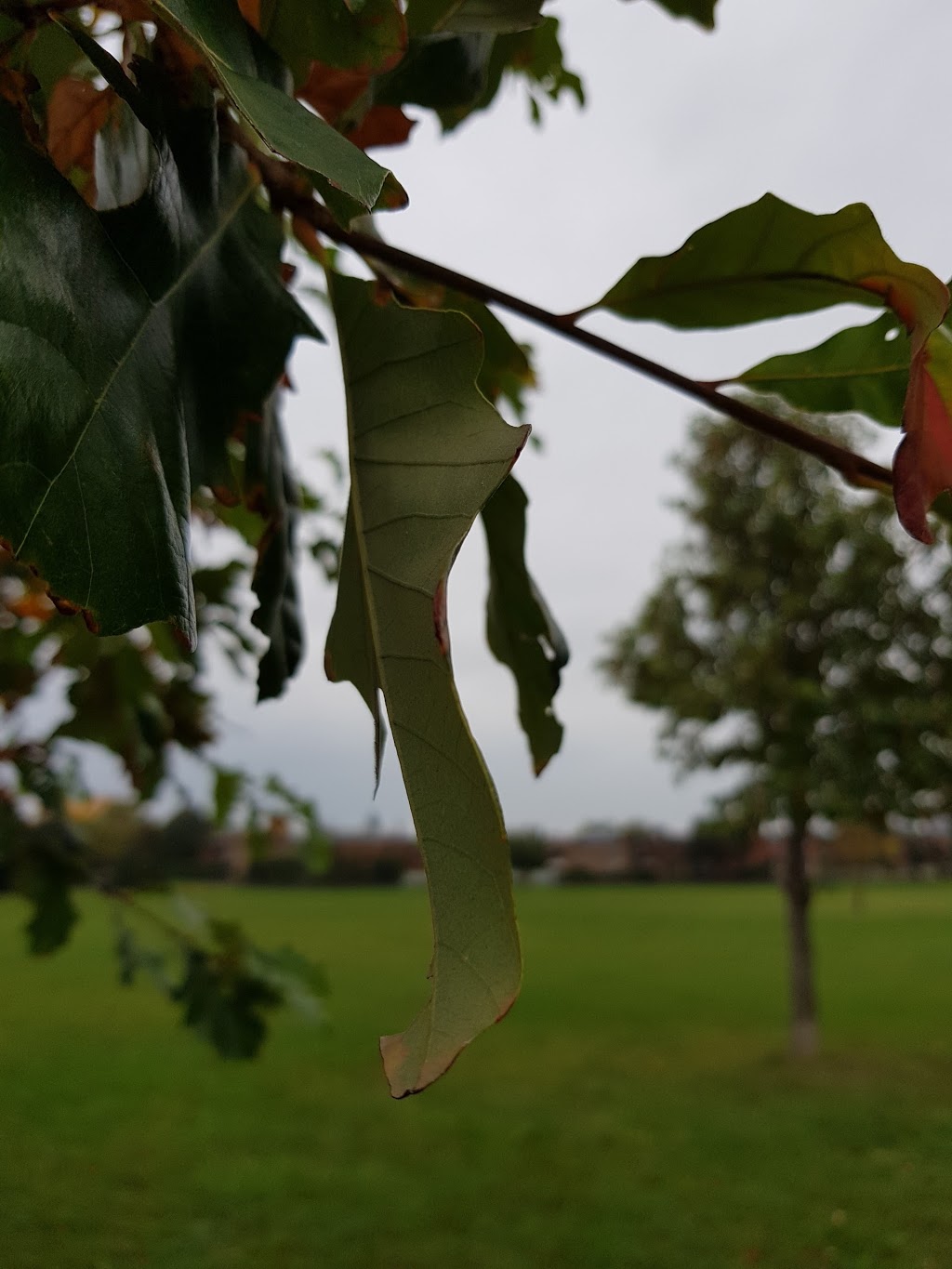 Brentwood Park | Mississauga, ON L5A, Canada