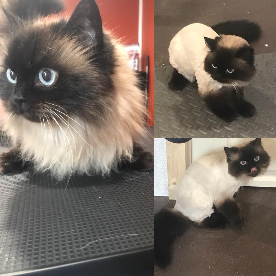 Kristal Clean Pet Grooming | 26 ONeal Rd, Second North River, NB E4J 3Z3, Canada | Phone: (506) 233-7387