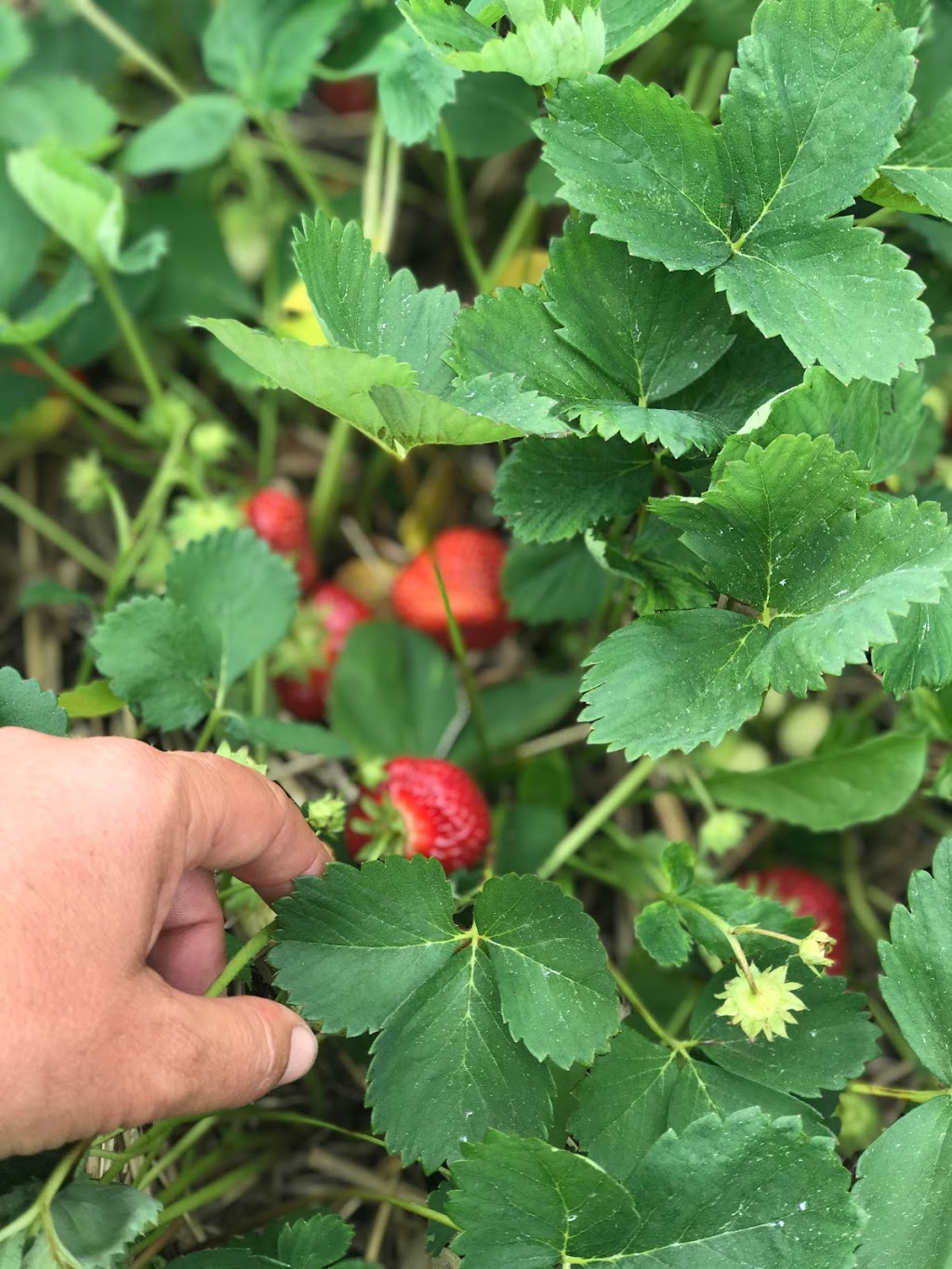 Coulson Ridge Farm | 82 Horseshoe Valley Rd E, Oro Station, ON L0L 2E0, Canada | Phone: (705) 326-9922