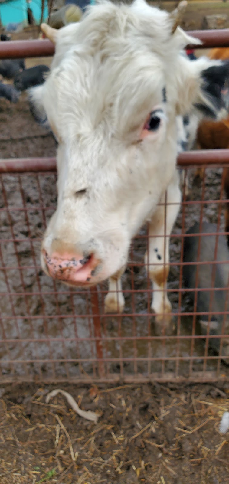 Kamp Kiki Animal Sanctuary | 782 Shannon Rd, Plainfield, ON K0K 2V0, Canada | Phone: (613) 391-9417