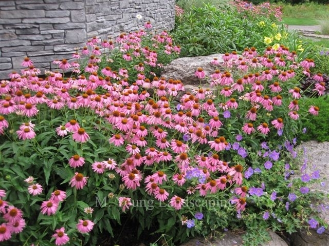 Young M Landscaping & Nurseries | 967 Netherby Rd, Welland, ON L3B 5N7, Canada | Phone: (905) 734-6005