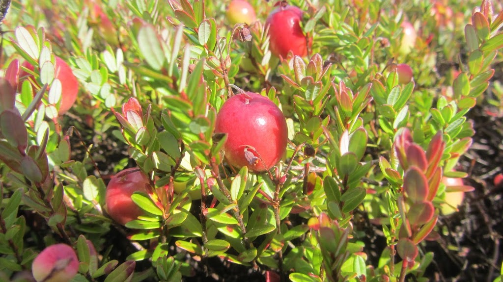 Canneberges Jepyka Inc. | 270 Chemin St Olivier, Paroisse de Saint-Louis, NB E4X 1Z9, Canada | Phone: (506) 876-2078