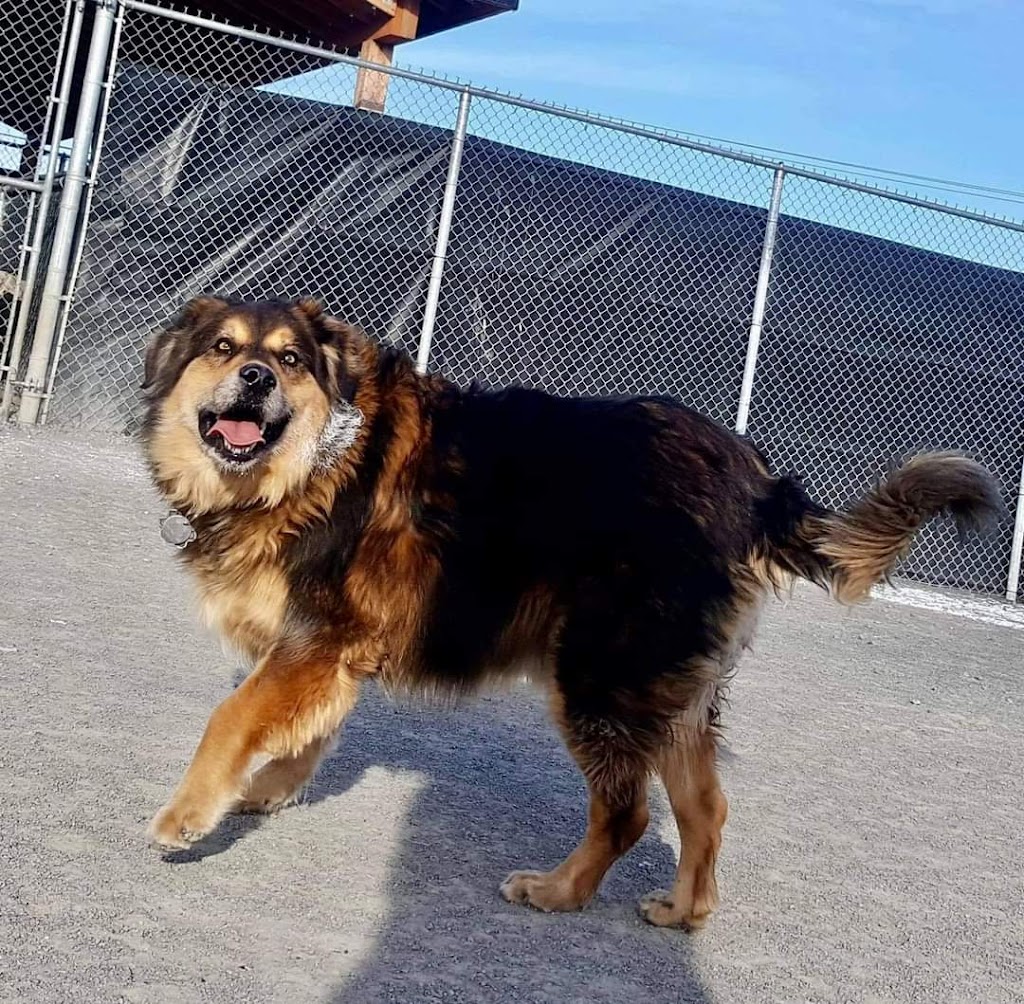 Hotel La Grange canine pension | 20012 Rue Victor, Mirabel, QC J7J 1P4, Canada | Phone: (450) 420-5444