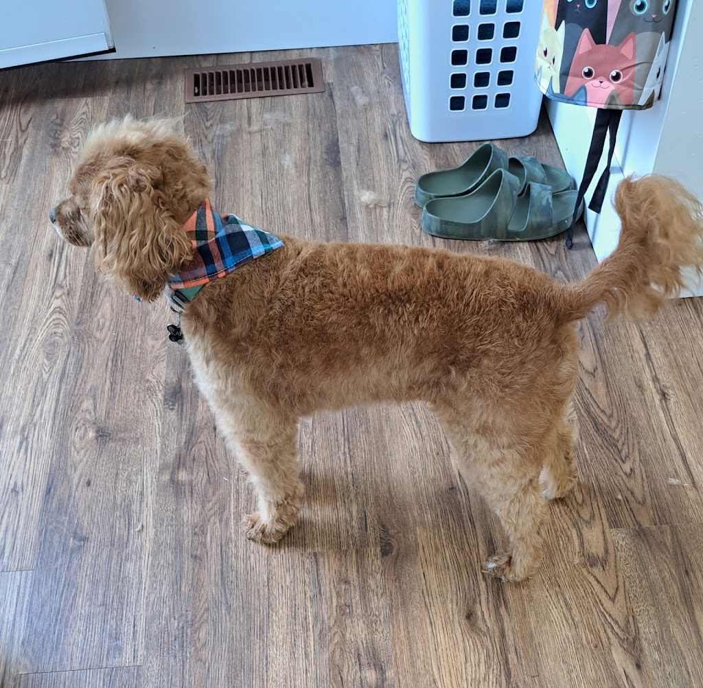 Delite Full Grooming | 22 Renner Ct, Hamilton, ON L8K 6J4, Canada | Phone: (905) 730-8161