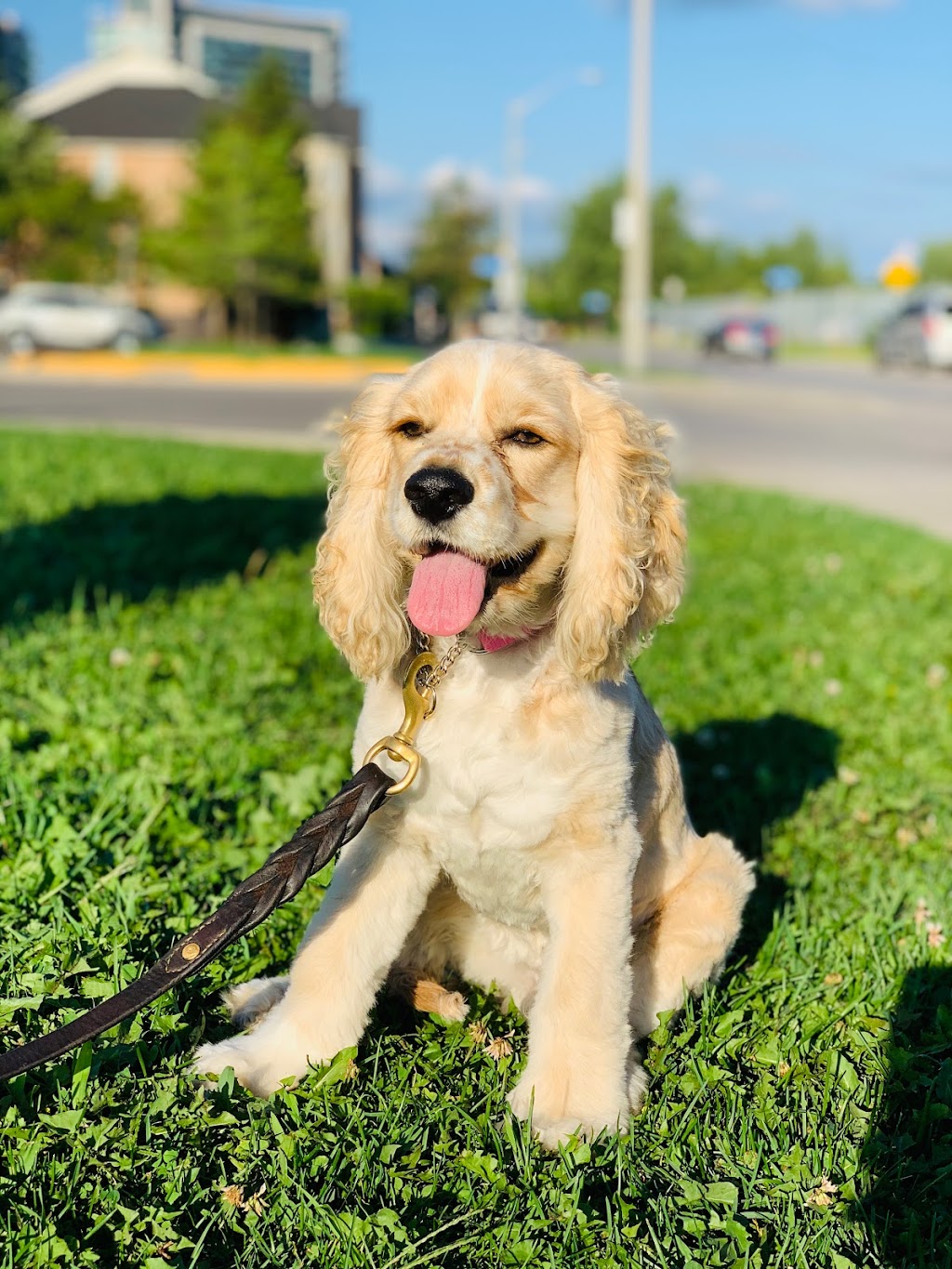Wagabond Dog Training | 76 Bradbury Rd, Stoney Creek, ON L8J 0E4, Canada | Phone: (437) 778-9127