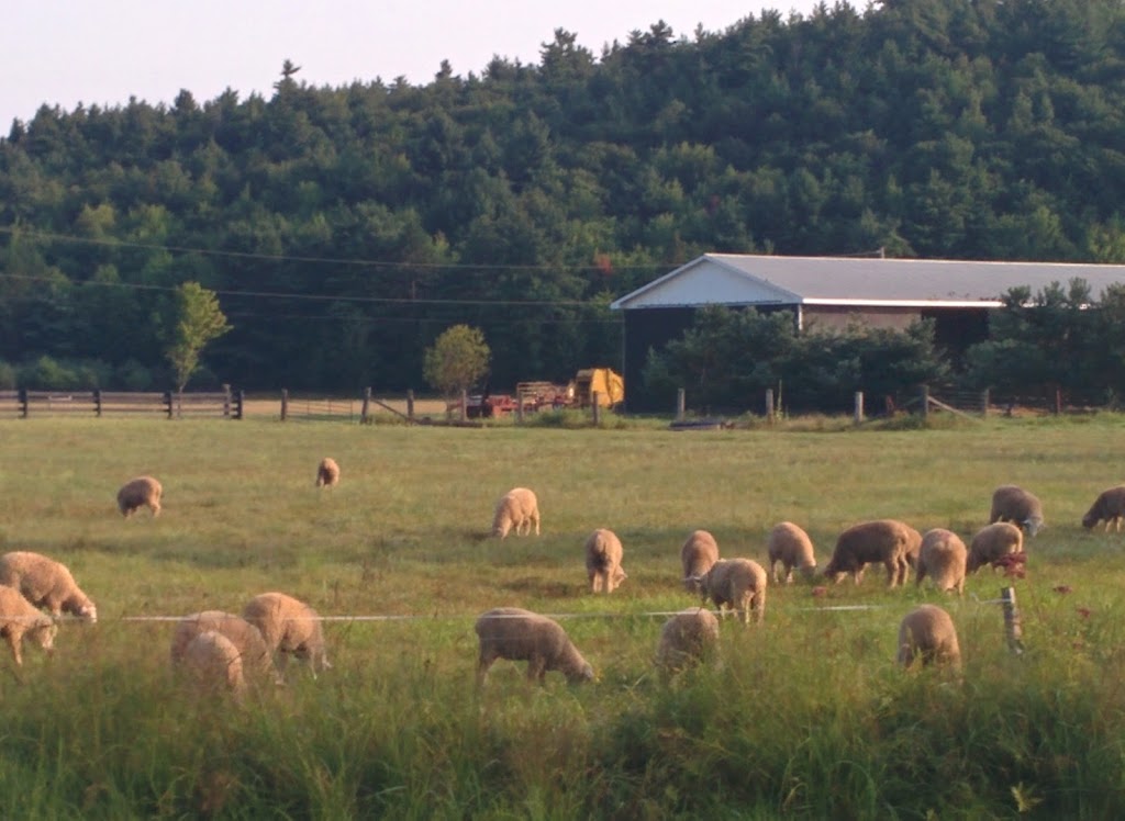 Alder Creek Farm | 620 Roesler Rd, Golden Lake, ON K0J 1X0, Canada | Phone: (613) 717-3795