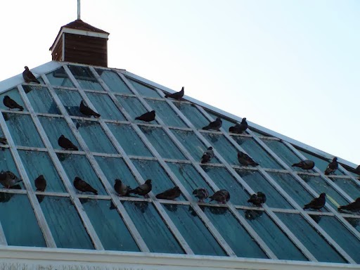 City Wide Window Cleaners | 2500 Pagé Rd, Gloucester, ON K1W 1E2, Canada | Phone: (613) 238-3662