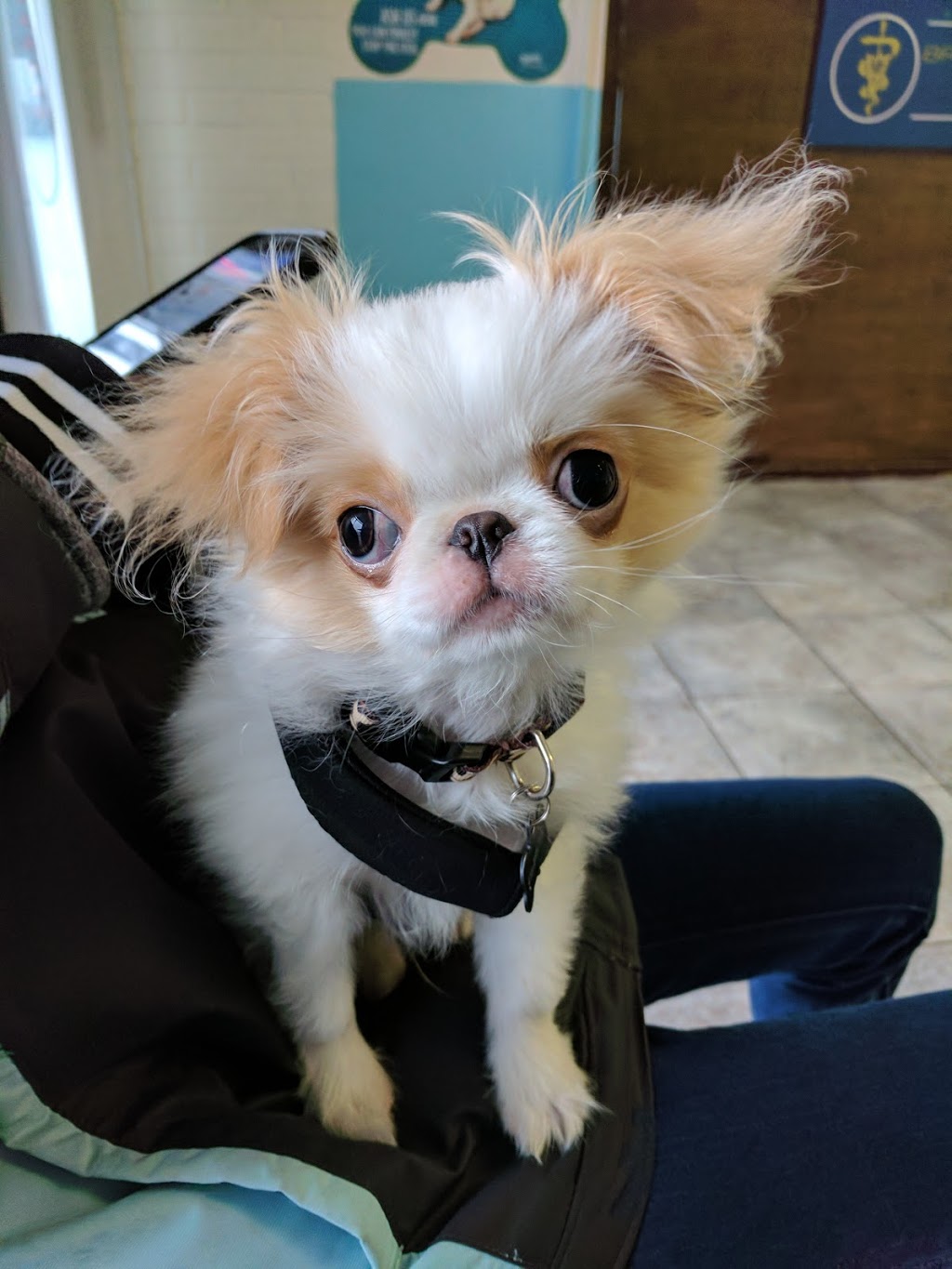 Brimley-Lawrence Animal Clinic | 807 Brimley Rd, Scarborough, ON M1J 1C9, Canada | Phone: (416) 266-9380