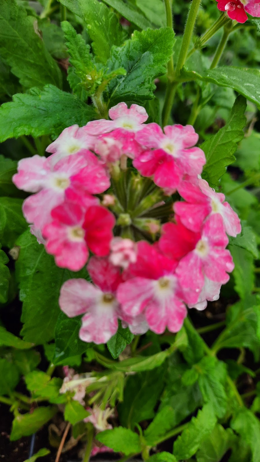 Plants Plus Greenhouse & Nursery | 702 Edith Ave, Petersfield, MB R0C 2L0, Canada | Phone: (204) 738-2634