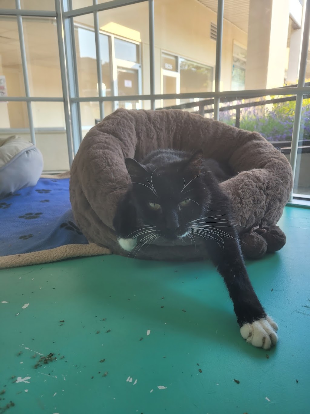 Kensington Animal Hospital | 6620 Hastings St, Burnaby, BC V5B 1S2, Canada | Phone: (604) 291-8387