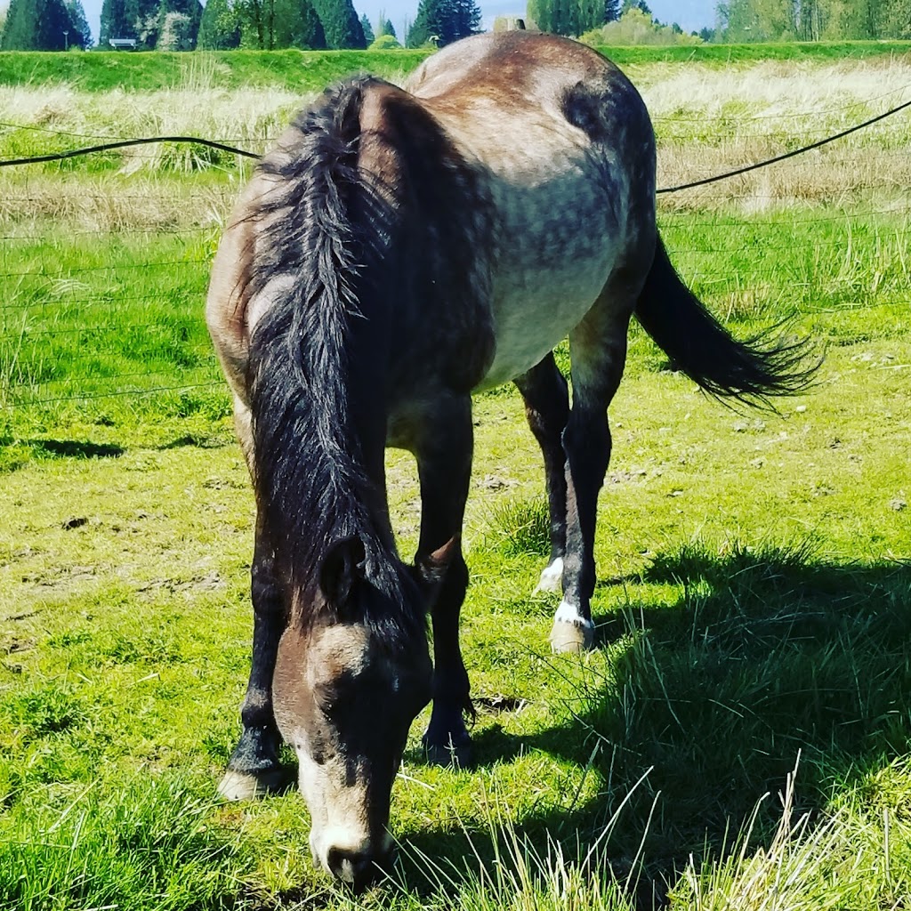 Pemberley Riding School | 21281 128 Ave, Maple Ridge, BC V4R 2N1, Canada | Phone: (604) 836-7522