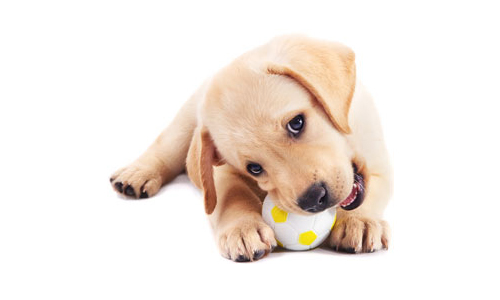 Joëlle Hamelin, intervenante en comportement canin | 287 Rue Lemonde, Granby, QC J2H 2Y1, Canada | Phone: (514) 668-0950
