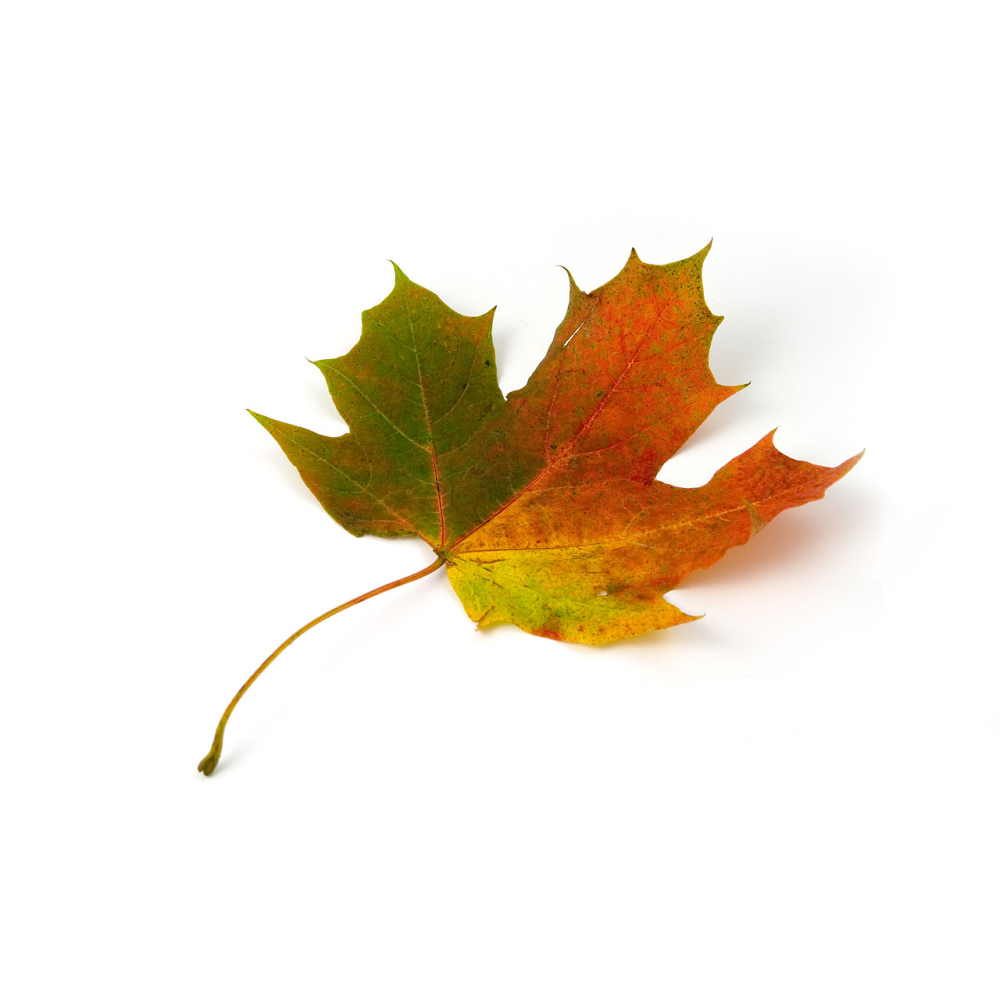 All Seasons Massage Therapy | 4895 201 St, Langley, BC V3A 0H1, Canada | Phone: (778) 908-8279
