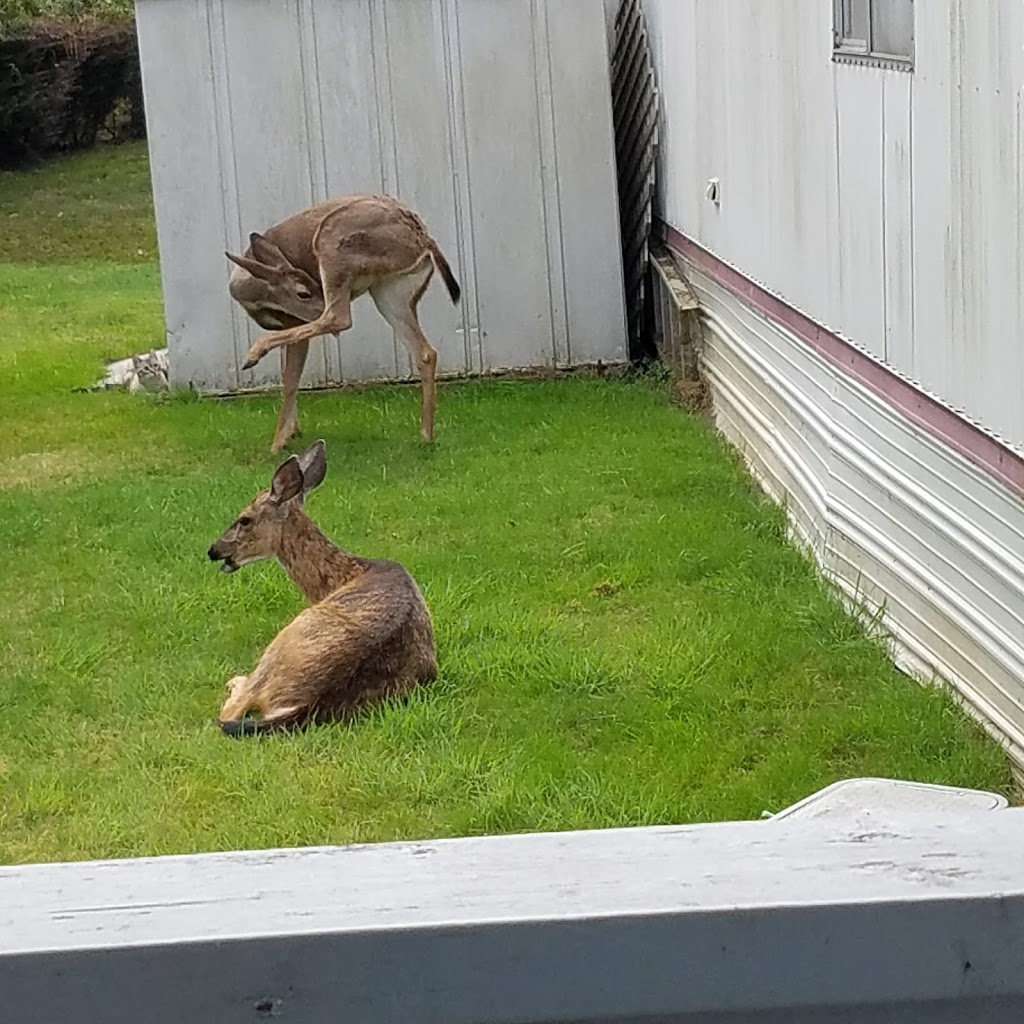 Mill Wheel Park | 4000 Flynn St, Bellingham, WA 98229, USA | Phone: (360) 676-8246
