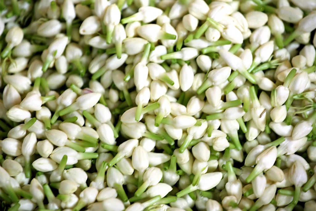 JASMINE FLOWERS | 1200 Derry Rd E UNIT 8, Mississauga, ON L5T 1B6, Canada | Phone: (647) 207-4444
