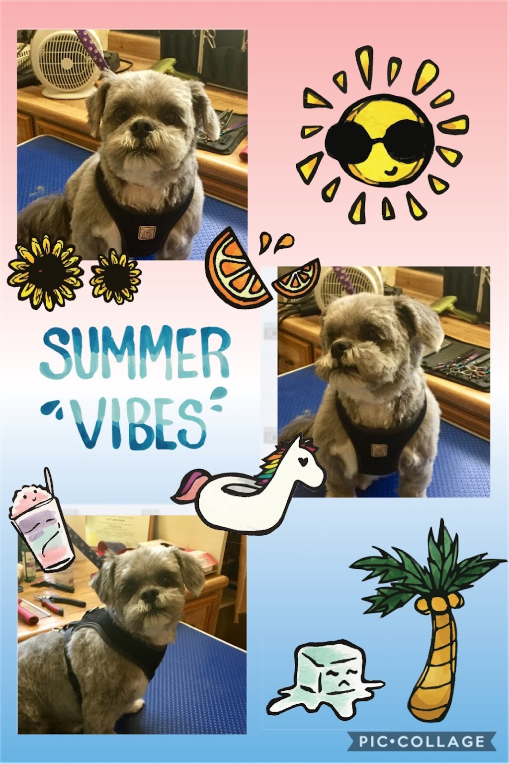 Paw Prints Grooming | Box 301, 15 Roberts Ave, Sandy Hook, MB R0C 2W0, Canada | Phone: (204) 223-2678