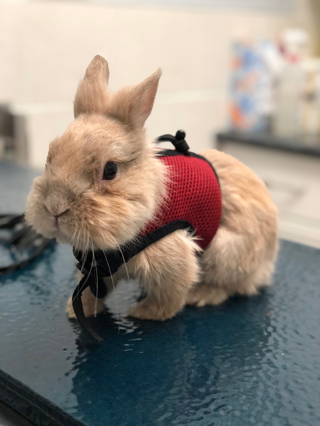 Hillside Veterinary Clinic | 17095 Yonge St, Newmarket, ON L3Y 4V7, Canada | Phone: (905) 895-6065