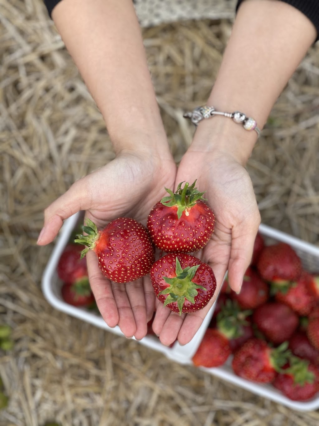 Vandorp Farms | 3786 Northumberland County Rd 28, Port Hope, ON L1A 3V6, Canada | Phone: (905) 373-3191