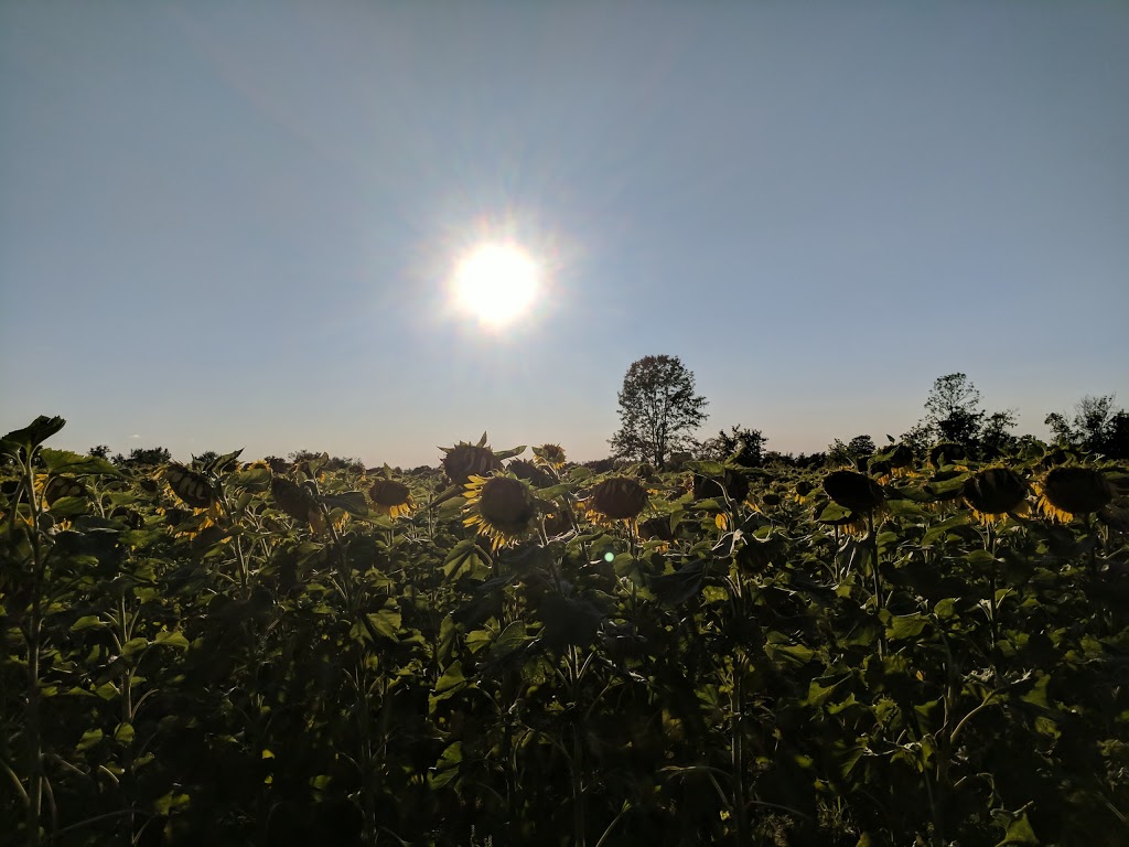 Bill & Gerry Kydds Farm Market | 3573 Saunders Settlement Rd, Sanborn, NY 14132, USA | Phone: (716) 731-5003