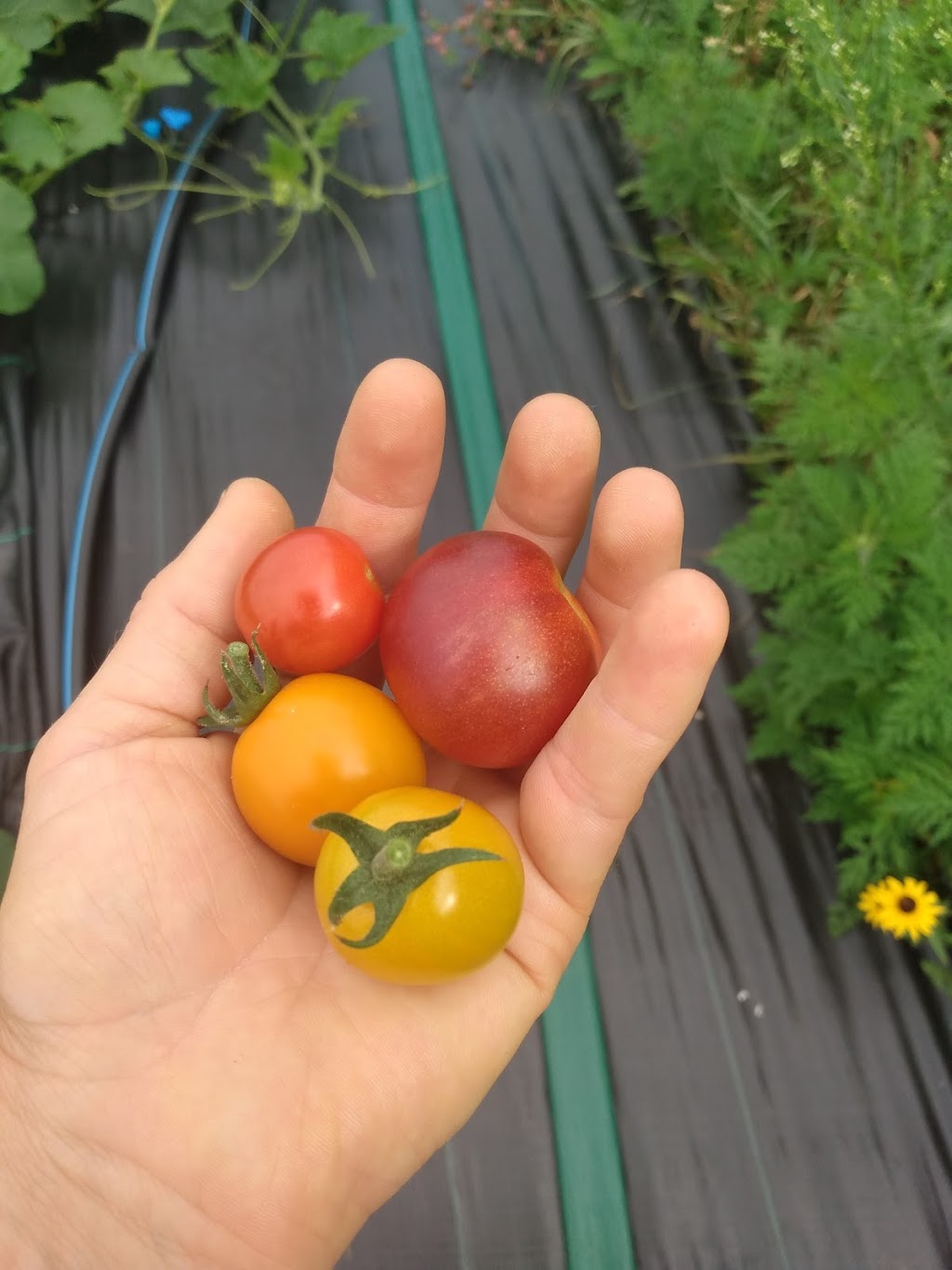 Veghead Farm | 18 Walgate Ave, Nepean, ON K2E 6M2, Canada | Phone: (613) 716-0939