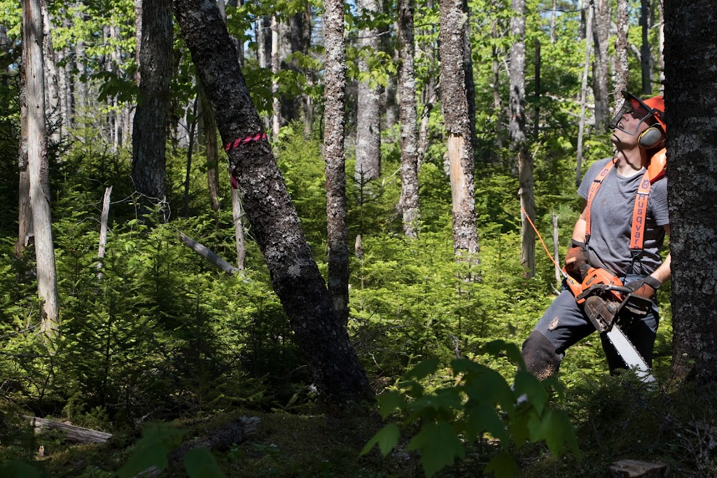 Growing Forests | 7748 Nova Scotia Trunk 7, Musquodoboit Harbour, NS B0J 2L0, Canada | Phone: (902) 817-1139