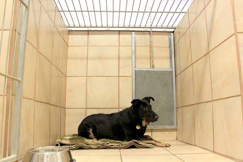 Beds for Tails Country Kennels | 6363 Bank St, Greely, ON K4P 1J3, Canada | Phone: (613) 821-3894