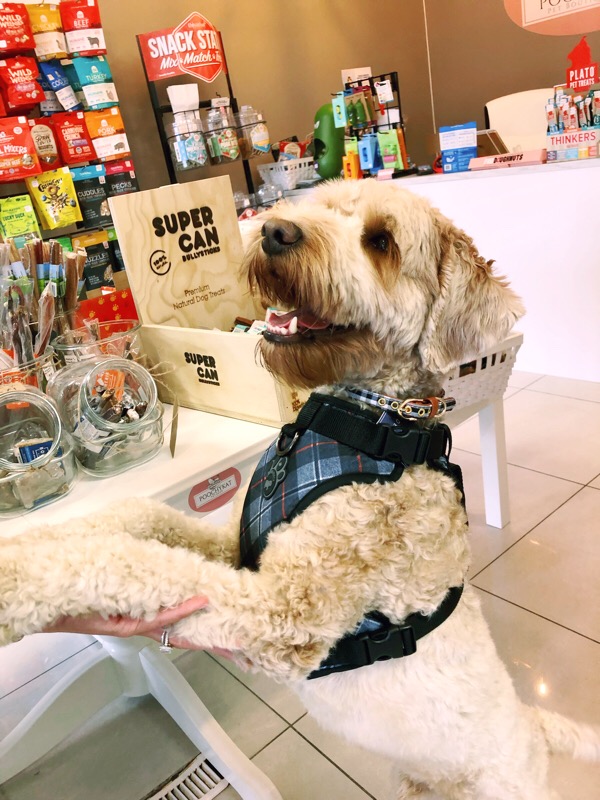 PoochyKat | 3428 Lake Shore Blvd W, Etobicoke, ON M8W 1N3, Canada | Phone: (416) 792-3200