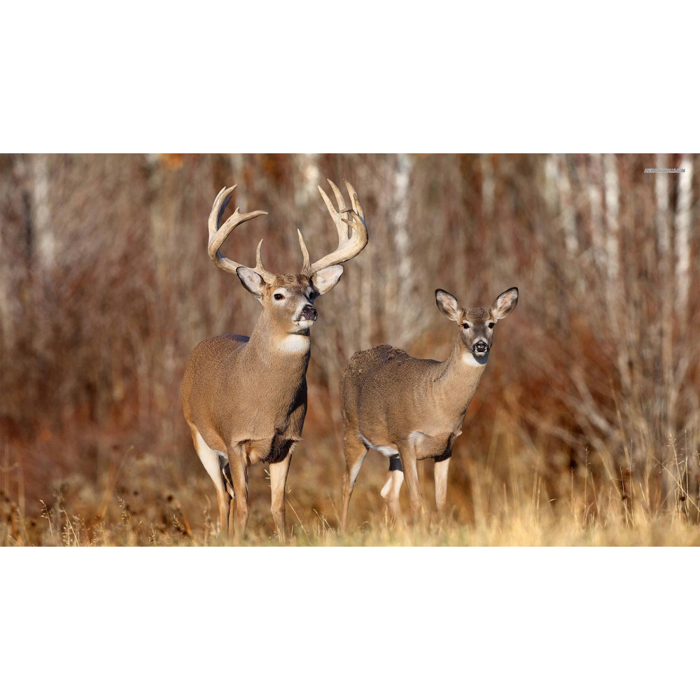 carl-s-deer-processing-9690-bartel-rd-columbus-mi-48063-usa