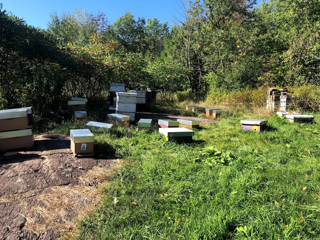 Miel Fontaine | 528 3e Rang E, Sainte-Cécile-de-Milton, QC J0E 2C0, Canada | Phone: (450) 375-3388