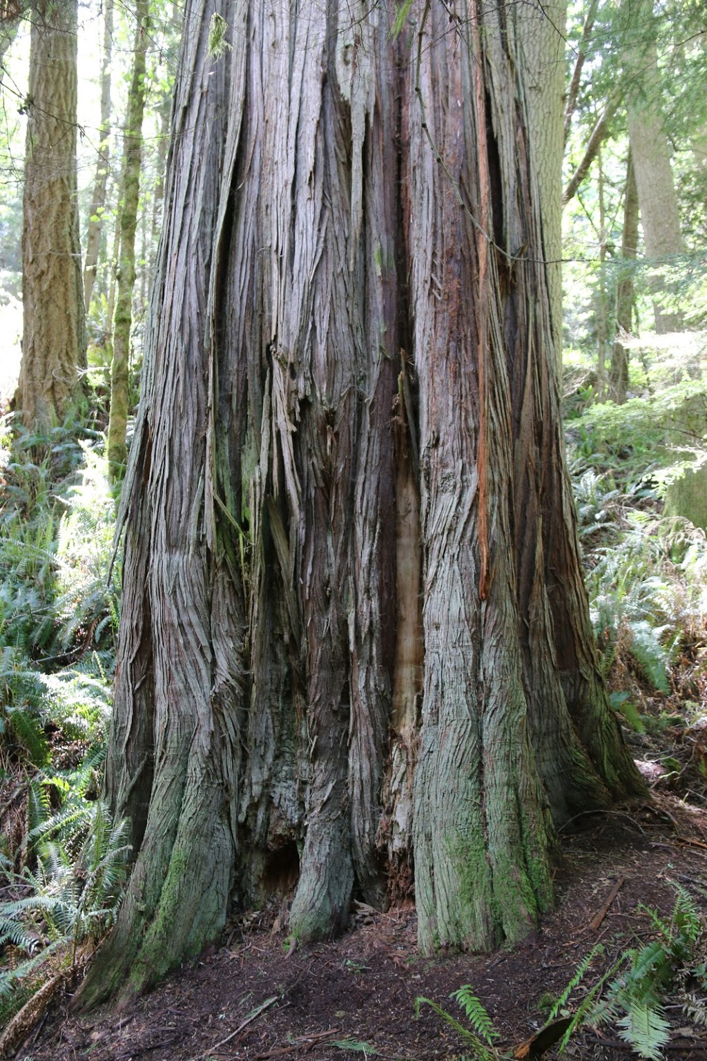 big cedar trail | Rosario Rd, Anacortes, WA 98221, USA