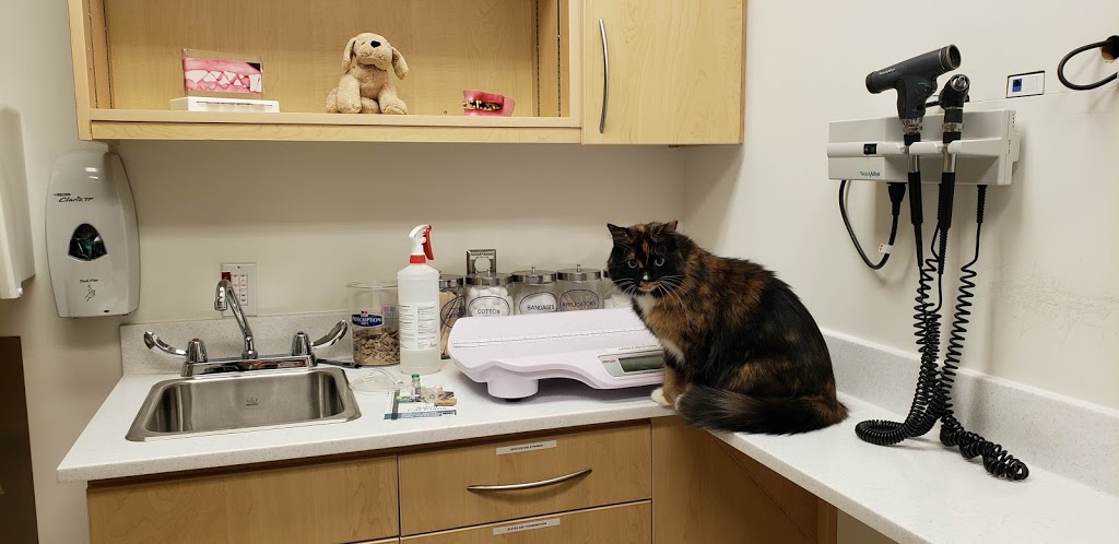 OVC Smith Lane Animal Hospital | Guelph, ON N1G, Canada | Phone: (519) 840-0100