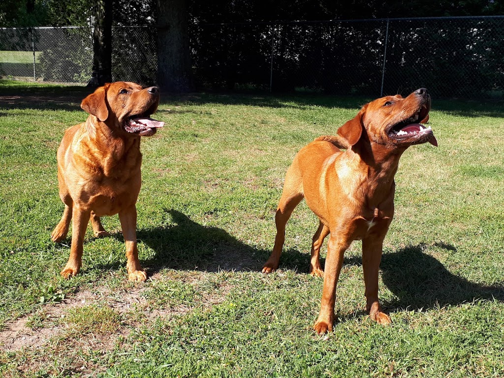 Birchview Dog Boarding | 1491 Windham Road 2, Scotland, ON N0E 1R0, Canada | Phone: (226) 387-3003