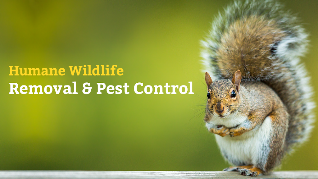All Wildlife Removal Inc. | 751 Old York Rd, Burlington, ON L7P 4X8, Canada | Phone: (877) 221-2999
