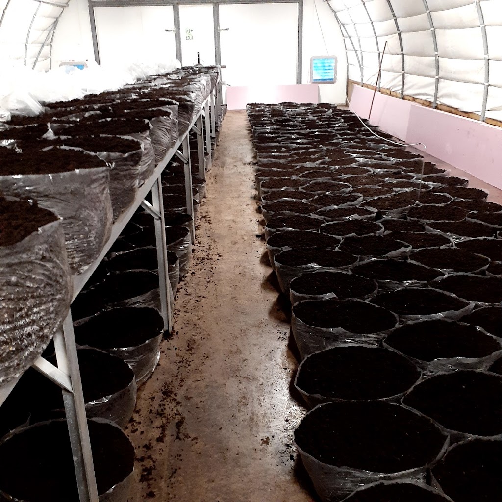 Valley Mushrooms PEI | 2475 Dock Rd, North Wiltshire, PE C0A 1Y0, Canada | Phone: (902) 658-2121