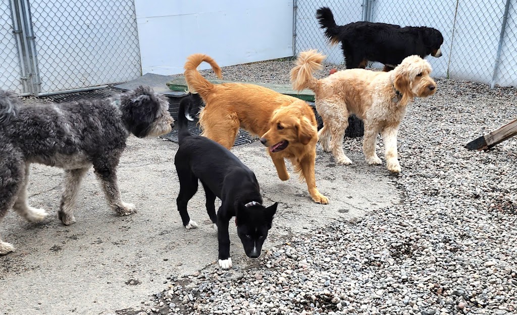 G Berge canin | 2885 Bd du Royaume, Jonquière, QC G7X 7V3, Canada | Phone: (418) 412-9683