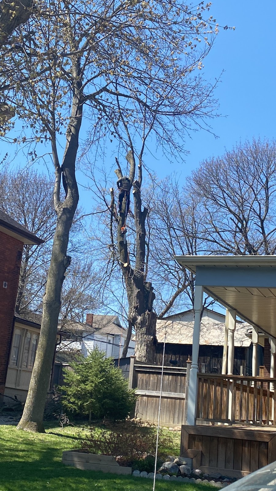 Aftermath Tree Care North Durham | 8795 Baldwin St N, Whitby, ON L0B 1A0, Canada | Phone: (647) 771-8733
