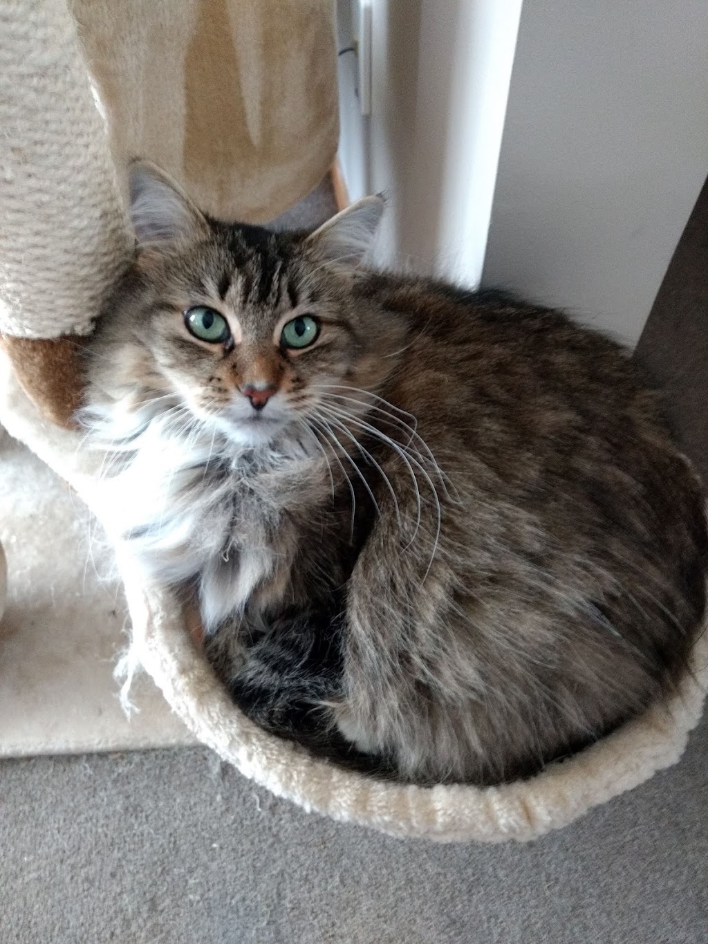 Colchester SPCA | 408 Industrial Ave, Truro, NS B2N 6Z6, Canada | Phone: (902) 893-7968