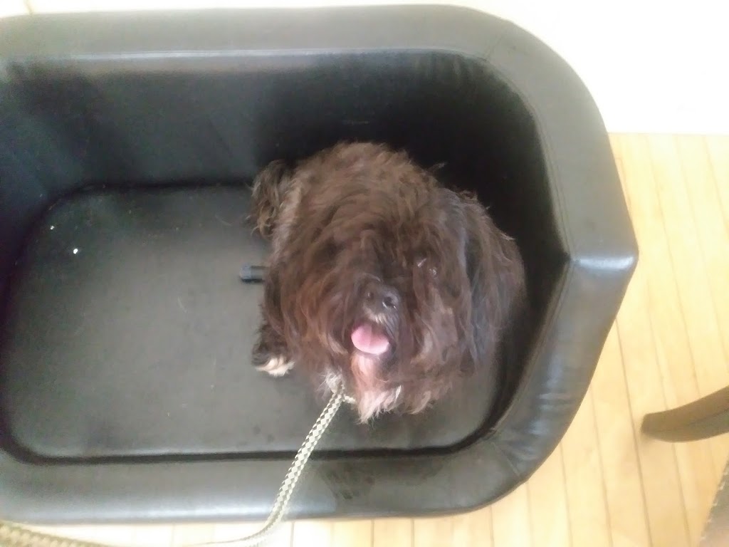 VCA Burnham Mansion Veterinary Services | 2235 Keene Rd, Peterborough, ON K9L 0B8, Canada | Phone: (705) 749-6767