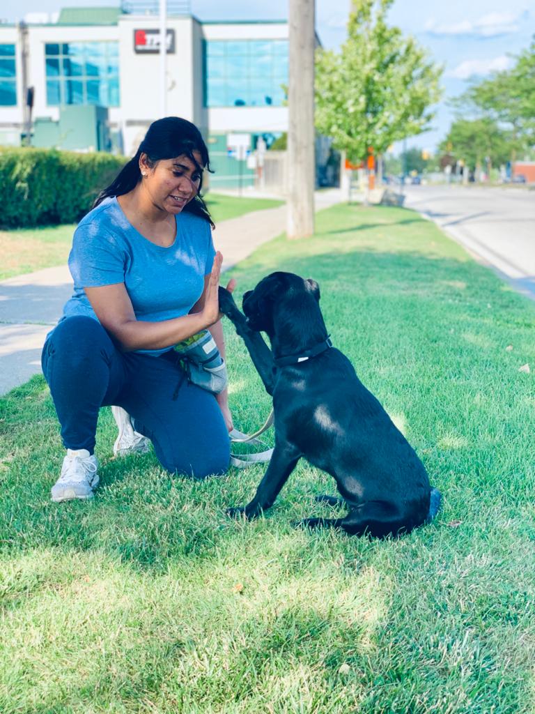 Wagabond Dog Training | 76 Bradbury Rd, Stoney Creek, ON L8J 0E4, Canada | Phone: (437) 778-9127