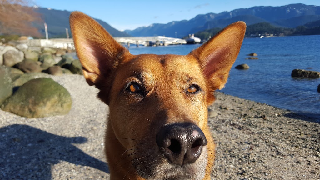 Lonsdale Veterinary Hospital | 116 20th St W, North Vancouver, BC V7M 1Y4, Canada | Phone: (604) 985-1395