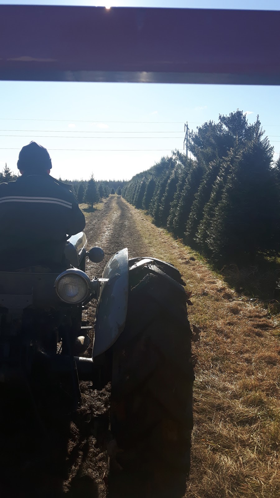 Hadley Christmas Trees / Arbres de Noël | 1600 Chem. Vide Sac, Lachute, QC J8H 2C5, Canada | Phone: (450) 562-9726