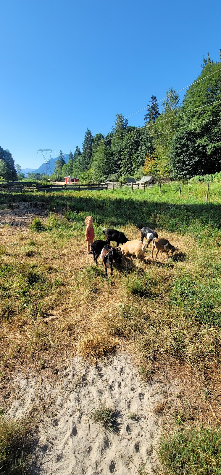 Goat Yoga | 12825 Squamish Valley Rd, Brackendale, BC V0N 1H0, Canada | Phone: (604) 902-5951