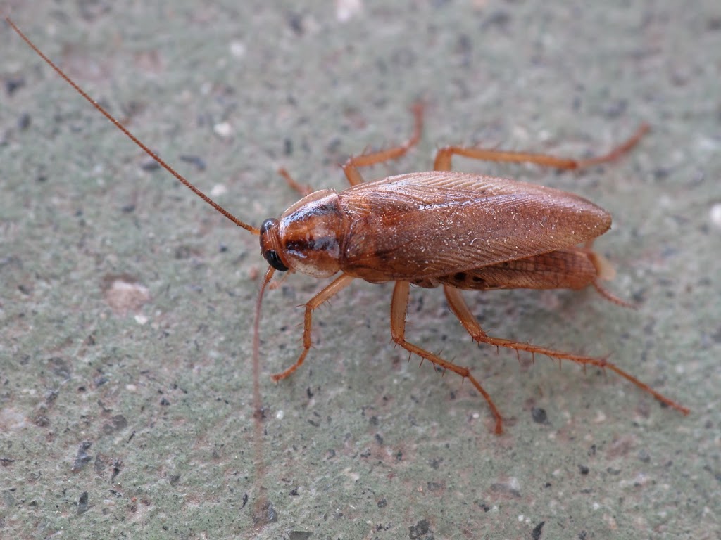 Progressive Pest Control | 31 Wiltshire Dr, Brantford, ON N3R 5B1, Canada | Phone: (226) 201-3749