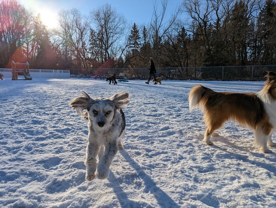 The Second Pup | 7030 2 Ave SW, Edmonton, AB T6X 1A3, Canada | Phone: (780) 708-5486