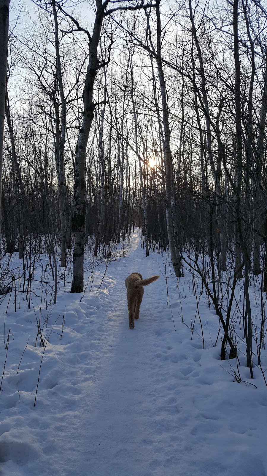 Brenda Leipsic Off-leash Dog Park | Hurst Way, Winnipeg, MB R3T 0W7, Canada | Phone: (877) 311-4974