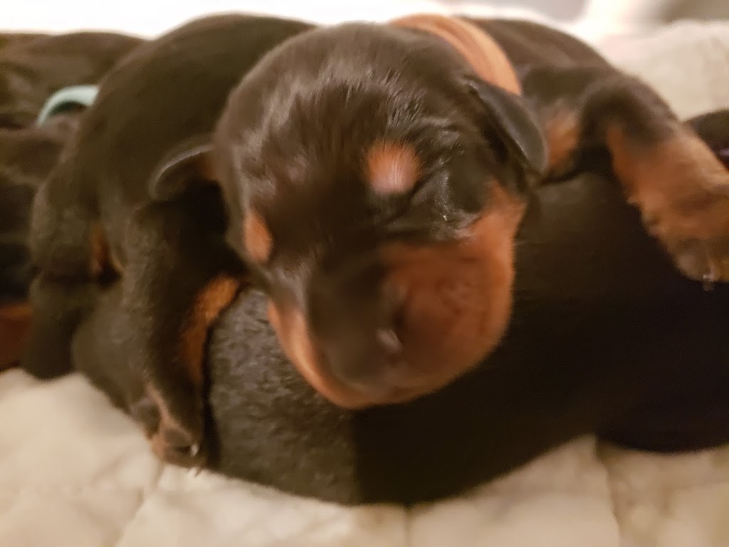 Gatehouse Kennel Bed & Biscuit | 397531 10 Concession, Owen Sound, ON N4K 5N8, Canada | Phone: (519) 374-5205